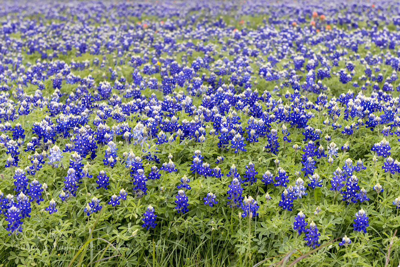 Nikon D800 sample photo. Bluebonnet pasture photography