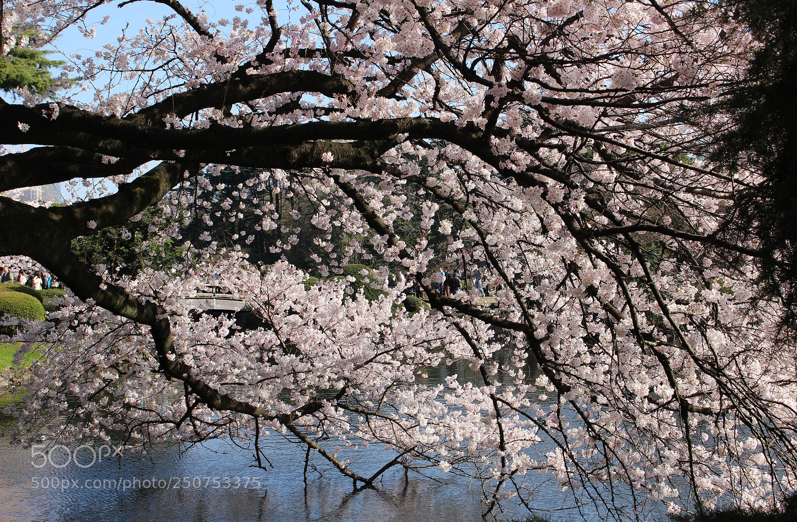 Canon EOS 100D (EOS Rebel SL1 / EOS Kiss X7) sample photo. Tokyo spring 3 photography