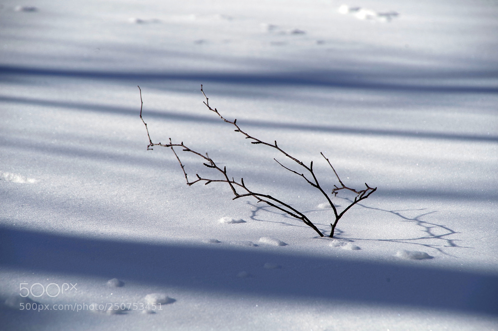 Pentax K-1 sample photo. The sun could help photography