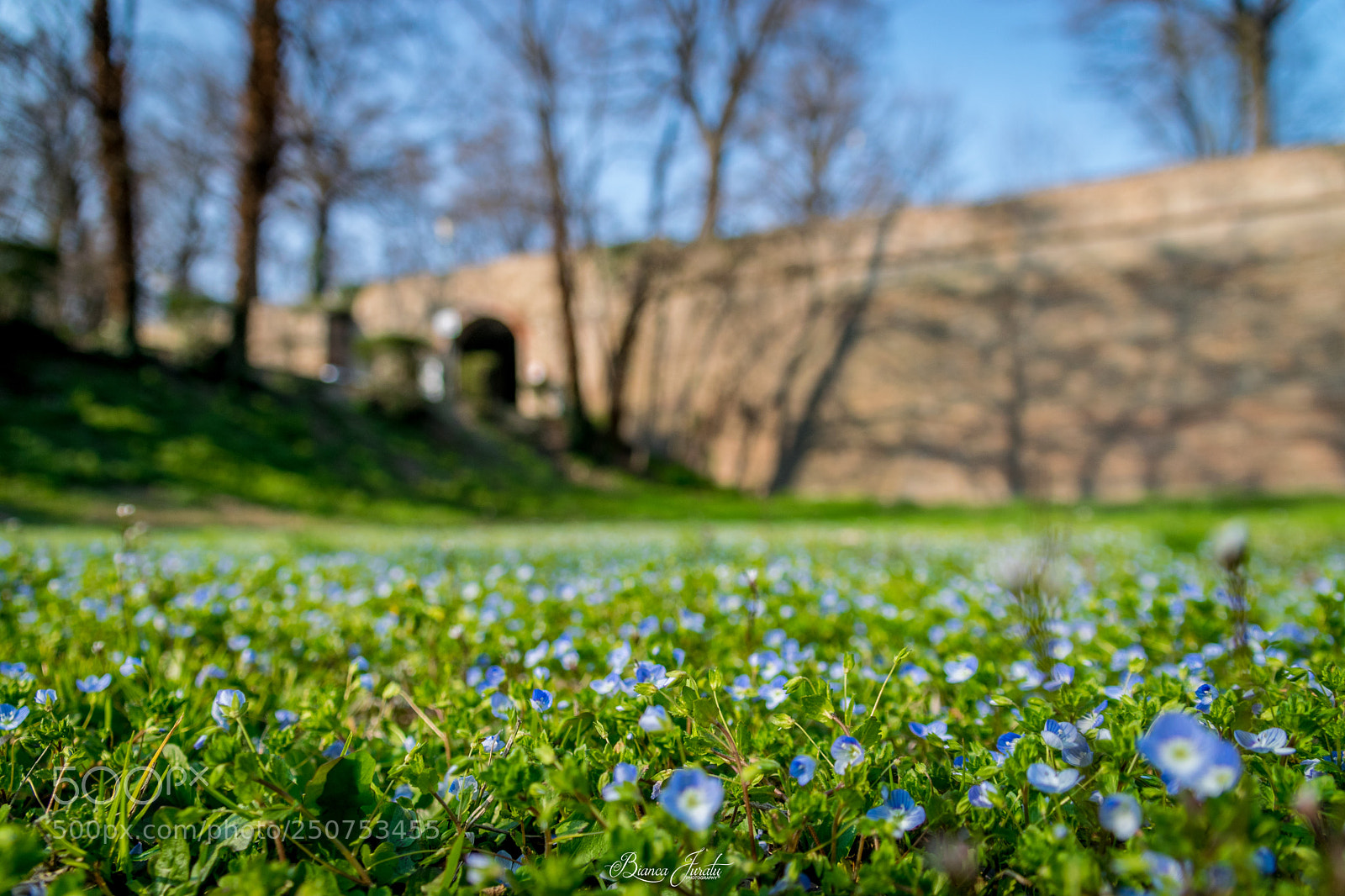 Nikon D3300 sample photo. Spring photography