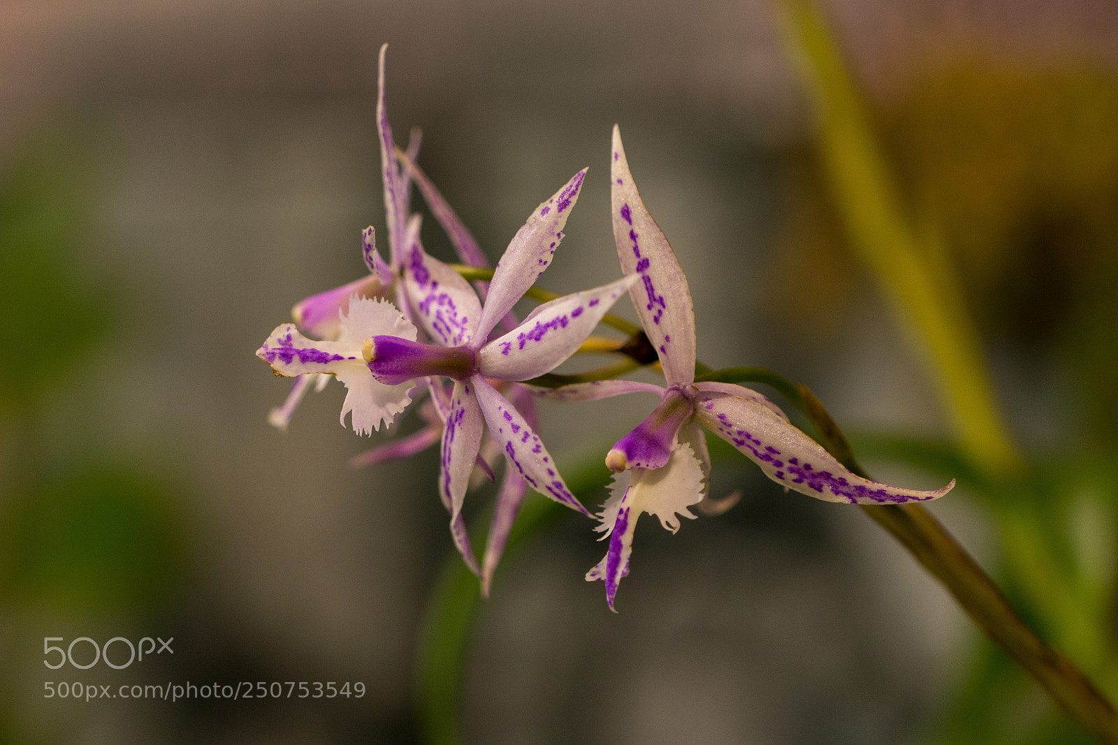 Canon EOS 70D sample photo. Orchidée photography