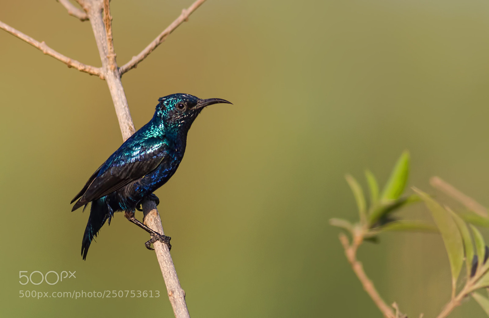 Canon EOS 7D sample photo. Purple sunbird... photography