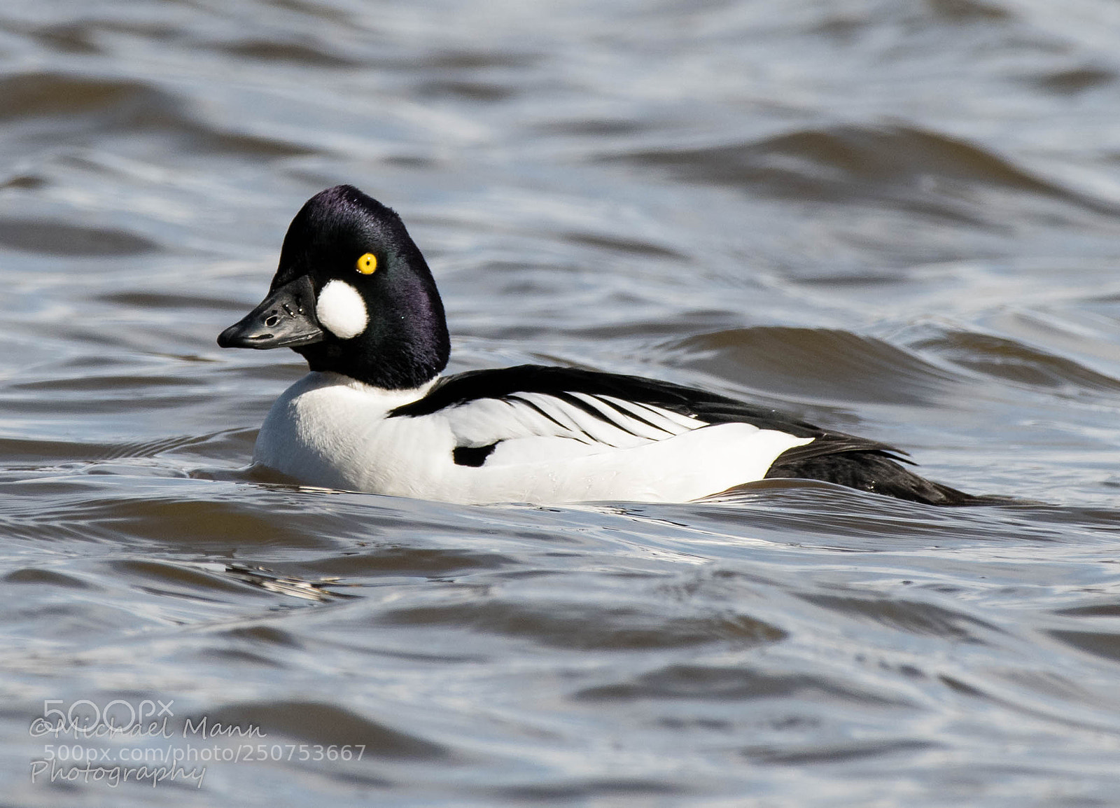 Nikon D850 sample photo. Goldeneye photography