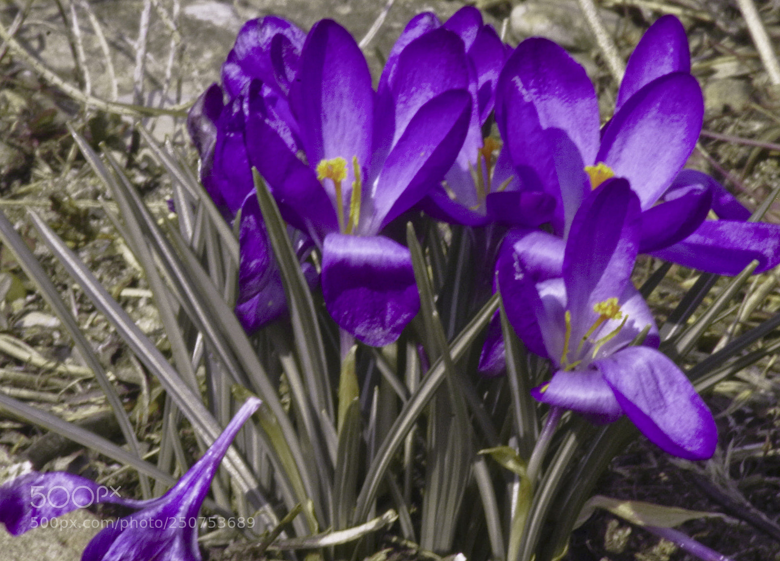Pentax K-30 sample photo. Crocus photography