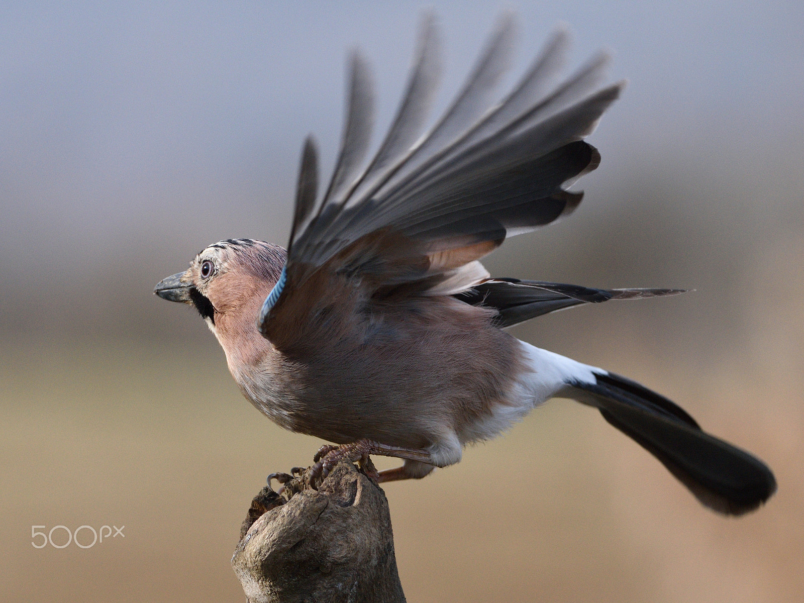 Nikon D810 + Nikon AF-S Nikkor 200-400mm F4G ED-IF VR sample photo. Gaig photography