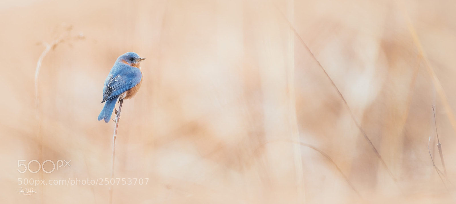 Nikon D810 sample photo. The eastern bluebird photography