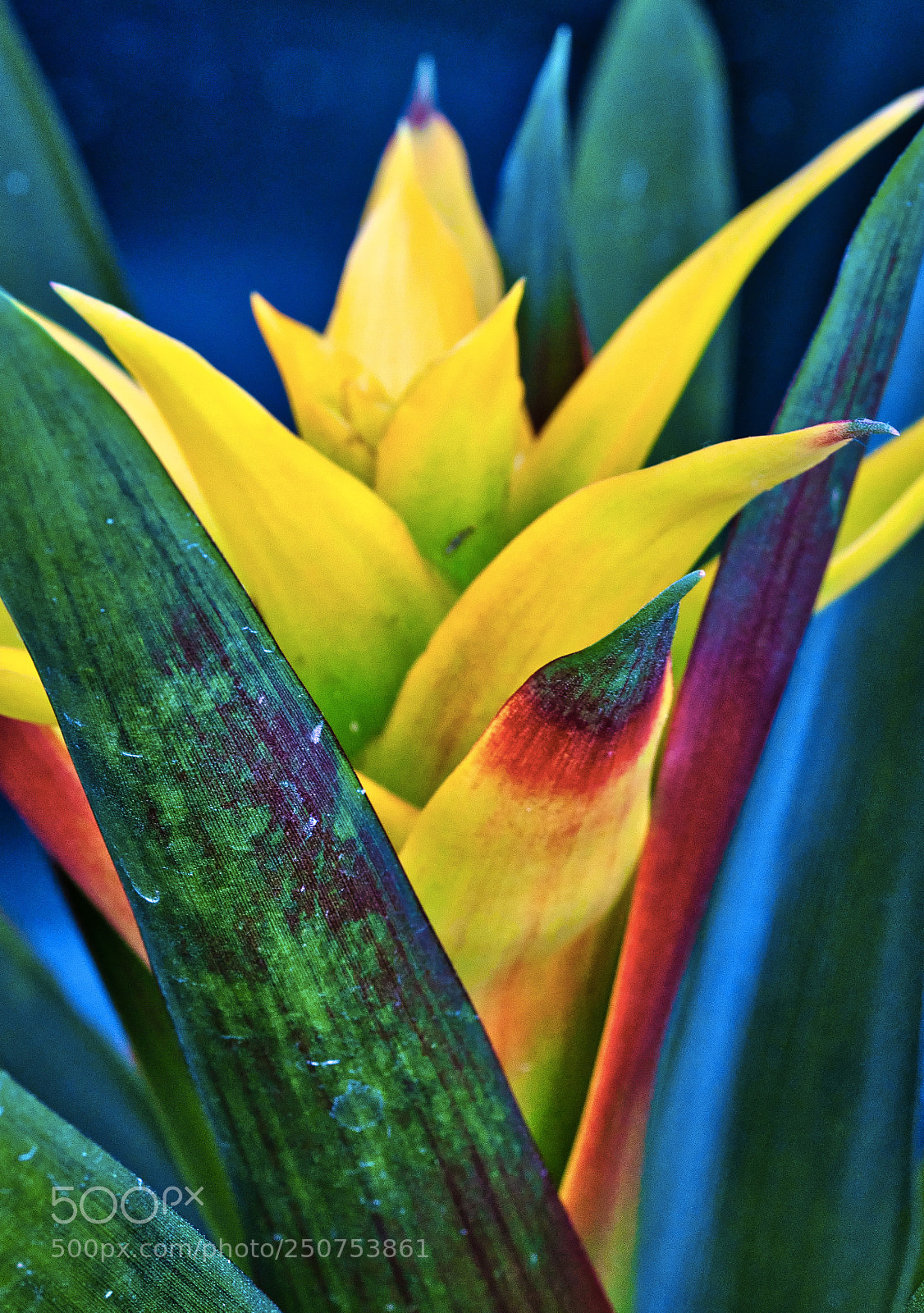 Nikon D500 sample photo. Shade photography