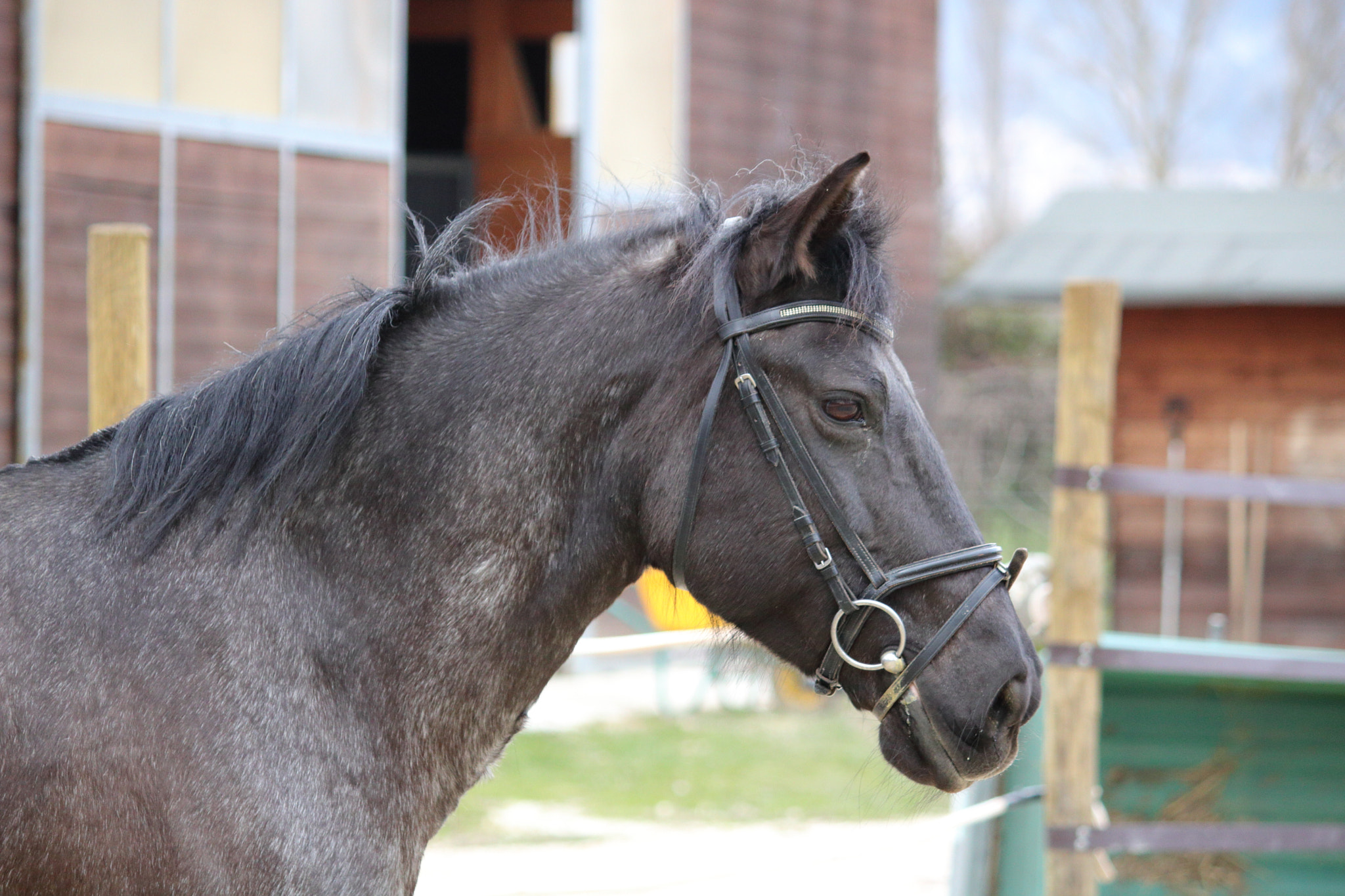 Canon EF-S 55-250mm F4-5.6 IS sample photo