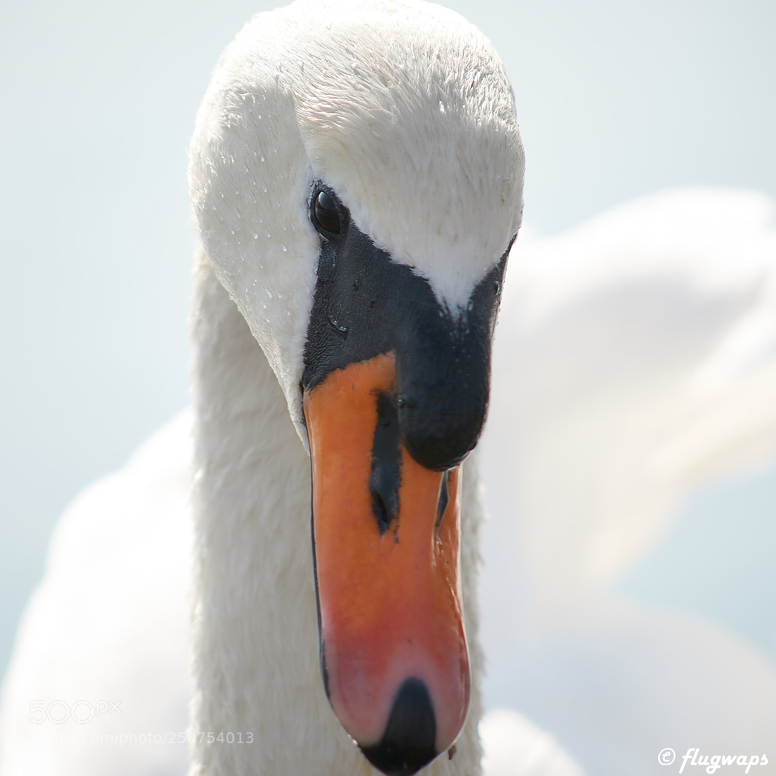 Sony a6500 sample photo. White beauty photography