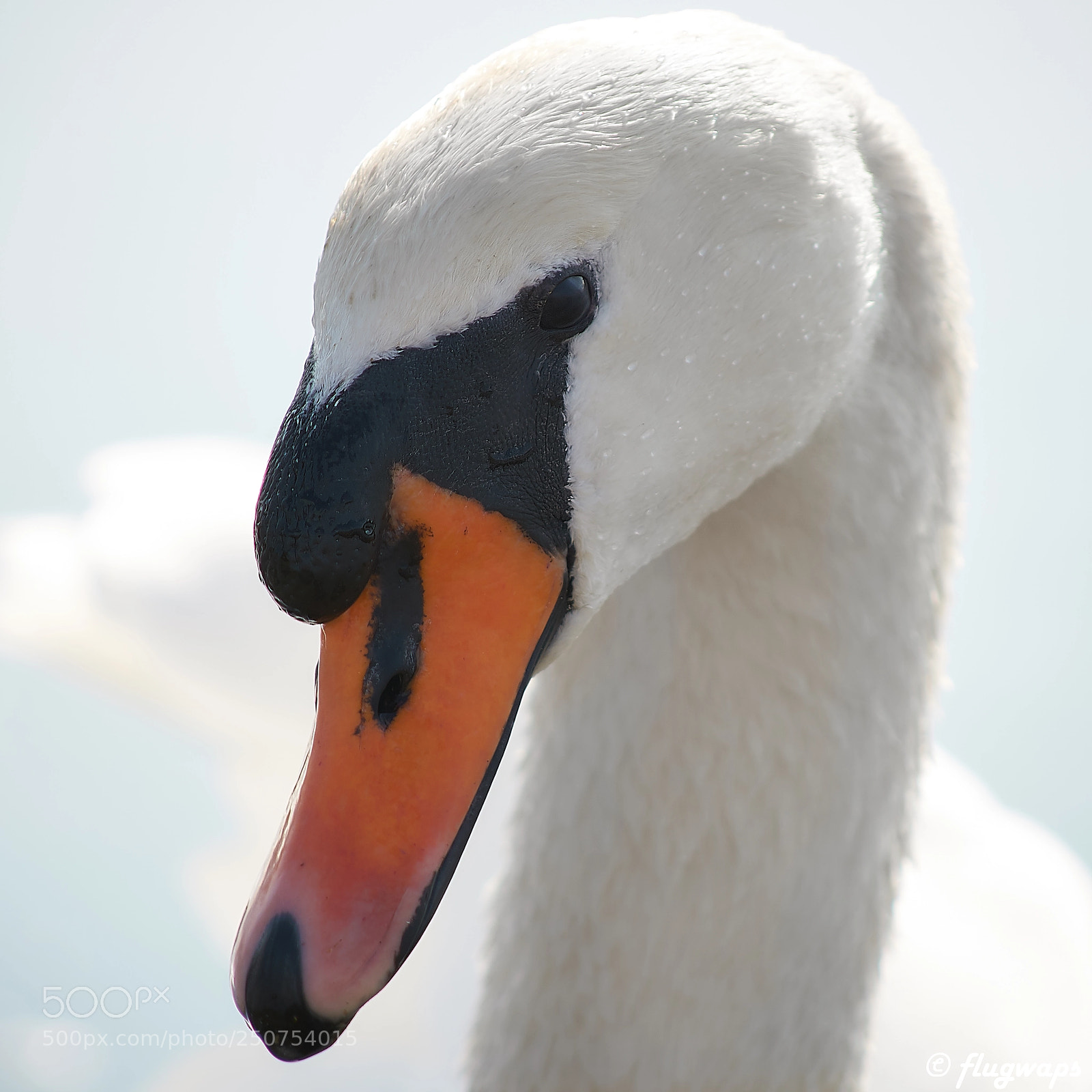 Sony a6500 sample photo. White beauty photography