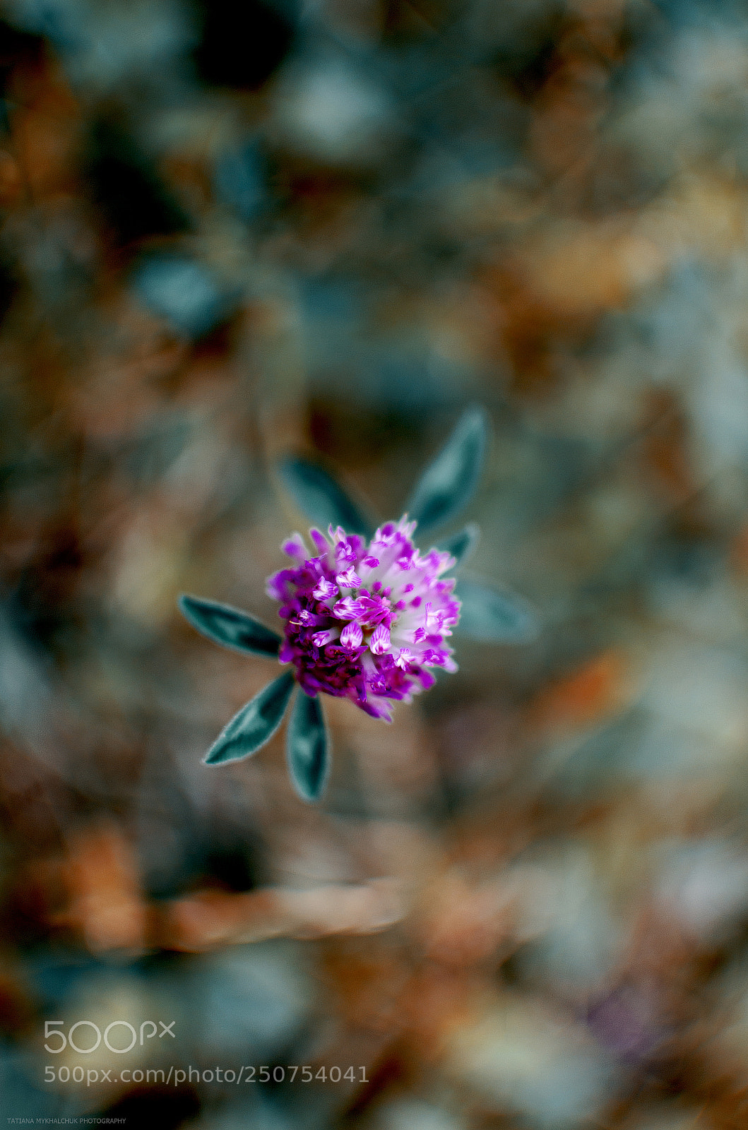 Nikon D5100 sample photo. Clover photography