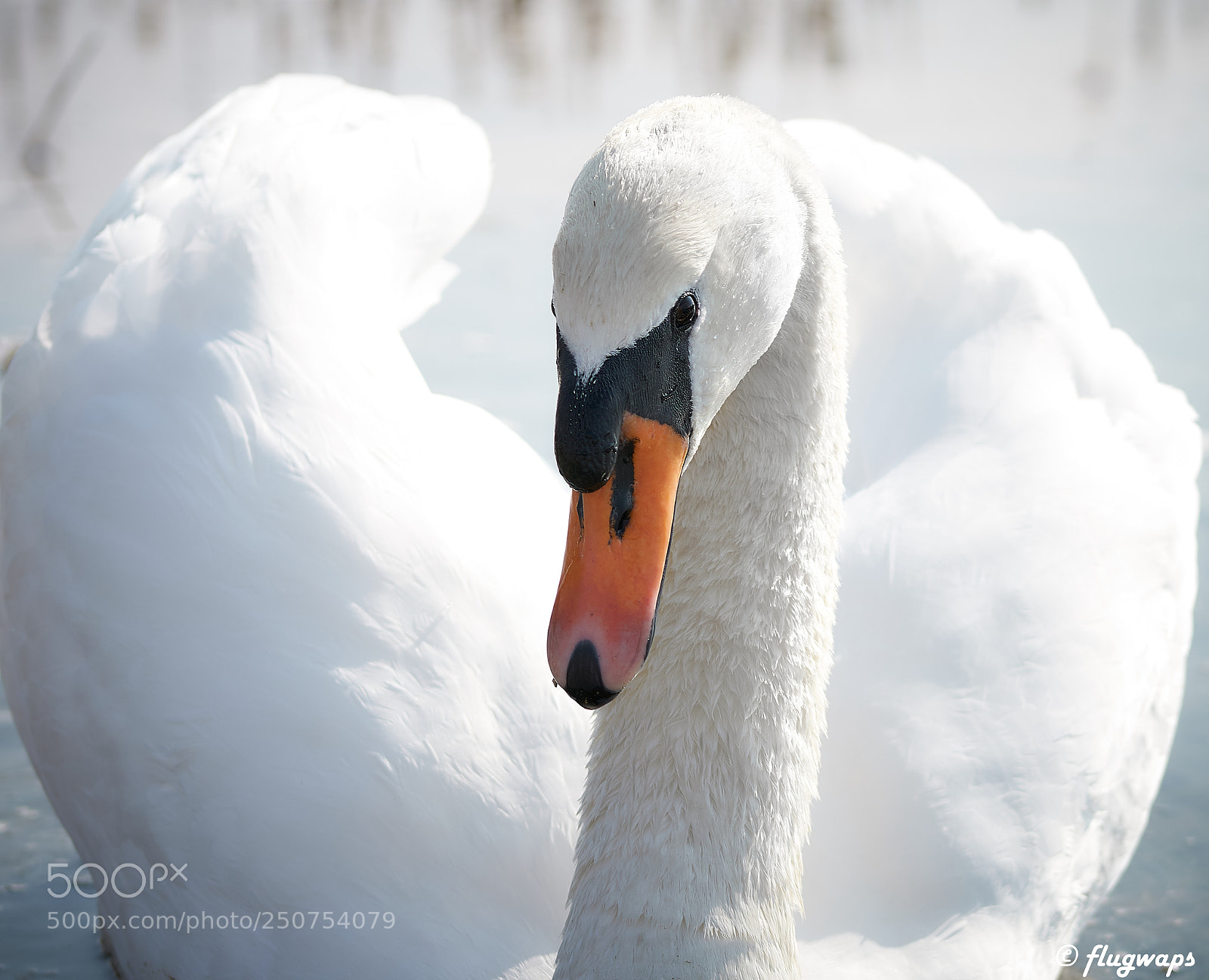 Sony a6500 sample photo. White beauty photography