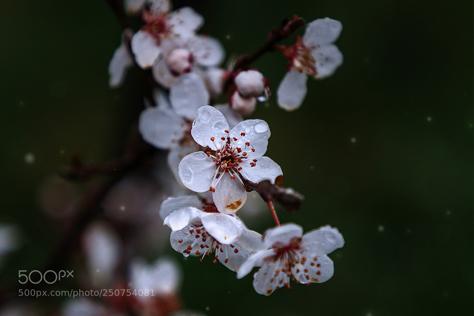 Canon EOS 80D sample photo. Spring photography