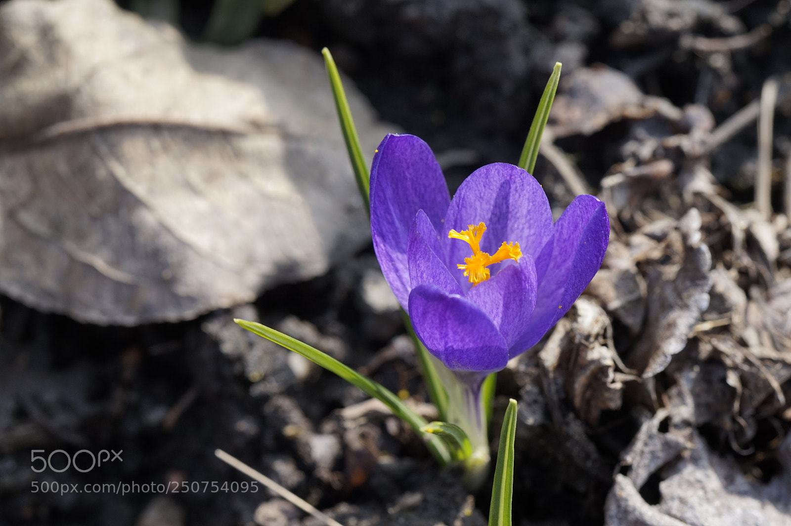 Sony Alpha a5000 (ILCE 5000) sample photo. Untitled photography
