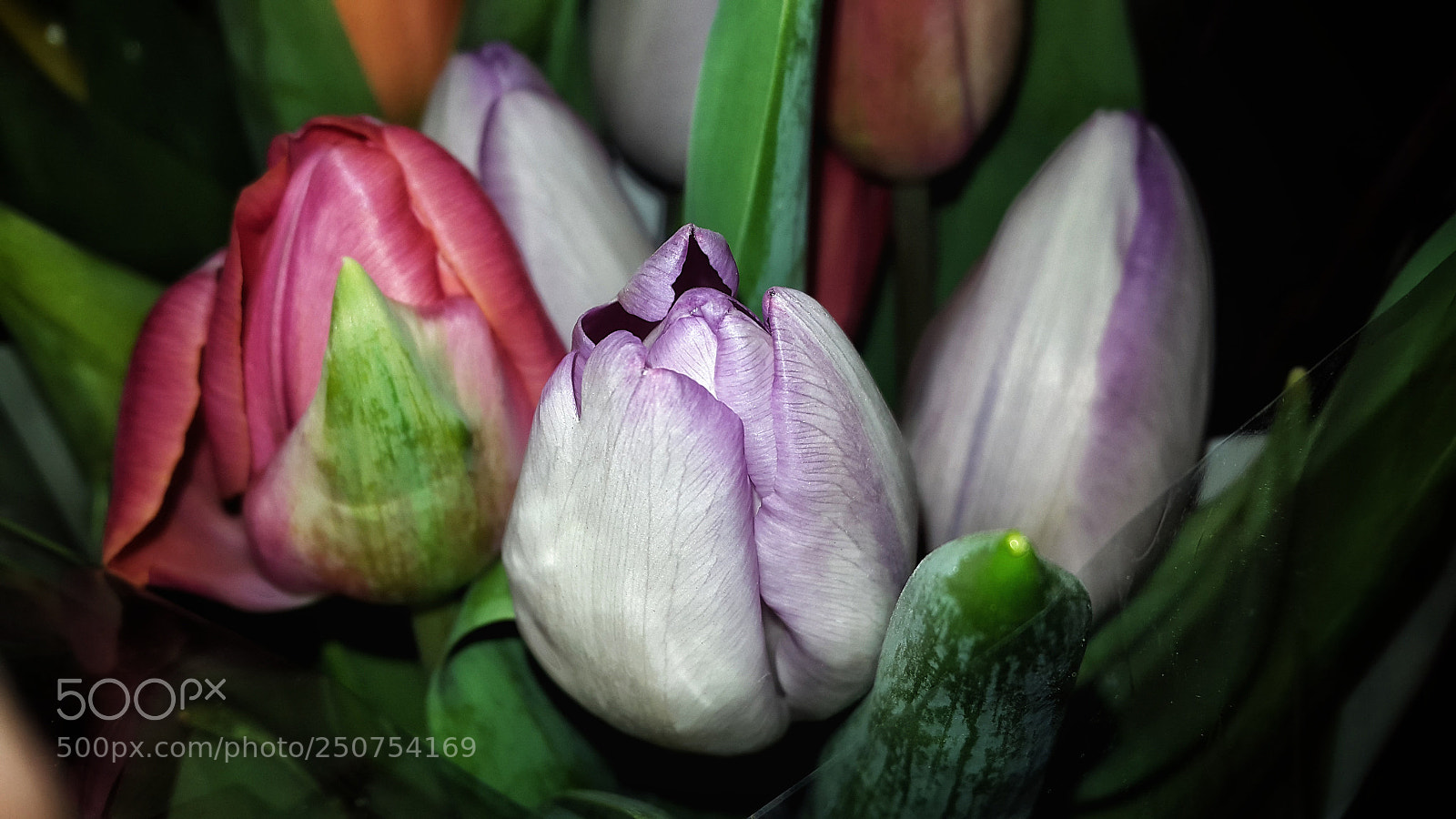 Samsung Galaxy Alpha sample photo. Tulips photography