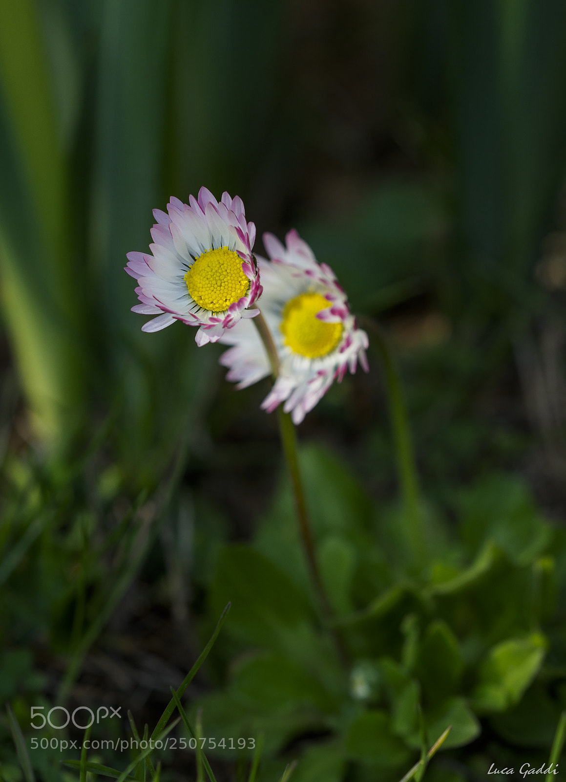 Olympus OM-D E-M1 Mark II sample photo. Timidi risvegli photography