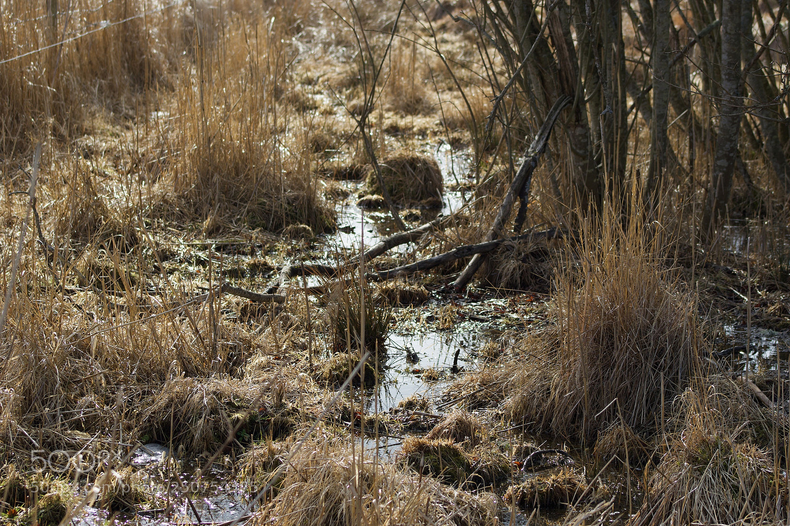 Canon EOS 7D Mark II sample photo. Ma photography