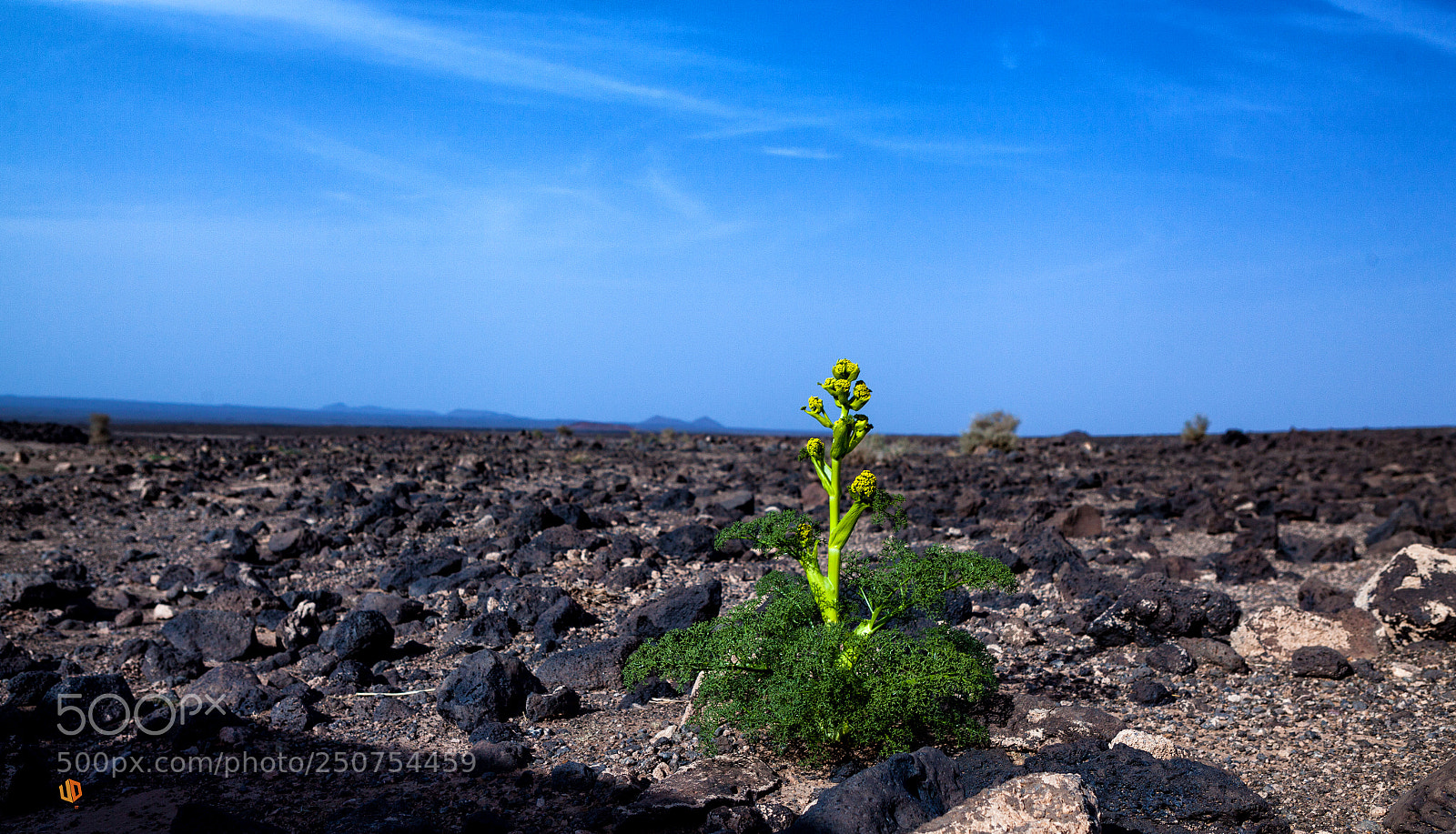 Canon EOS 5D Mark II sample photo. Resilience photography