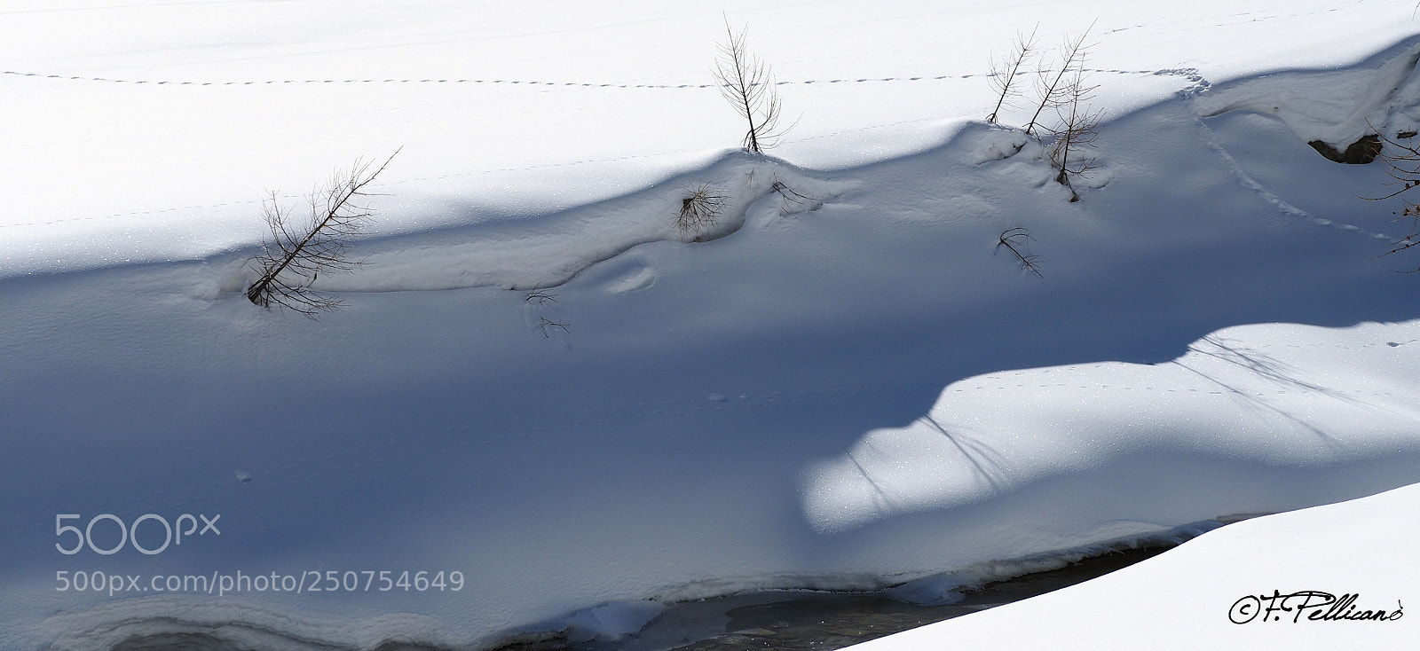 Olympus OM-D E-M1 sample photo. Parco gran paradiso photography