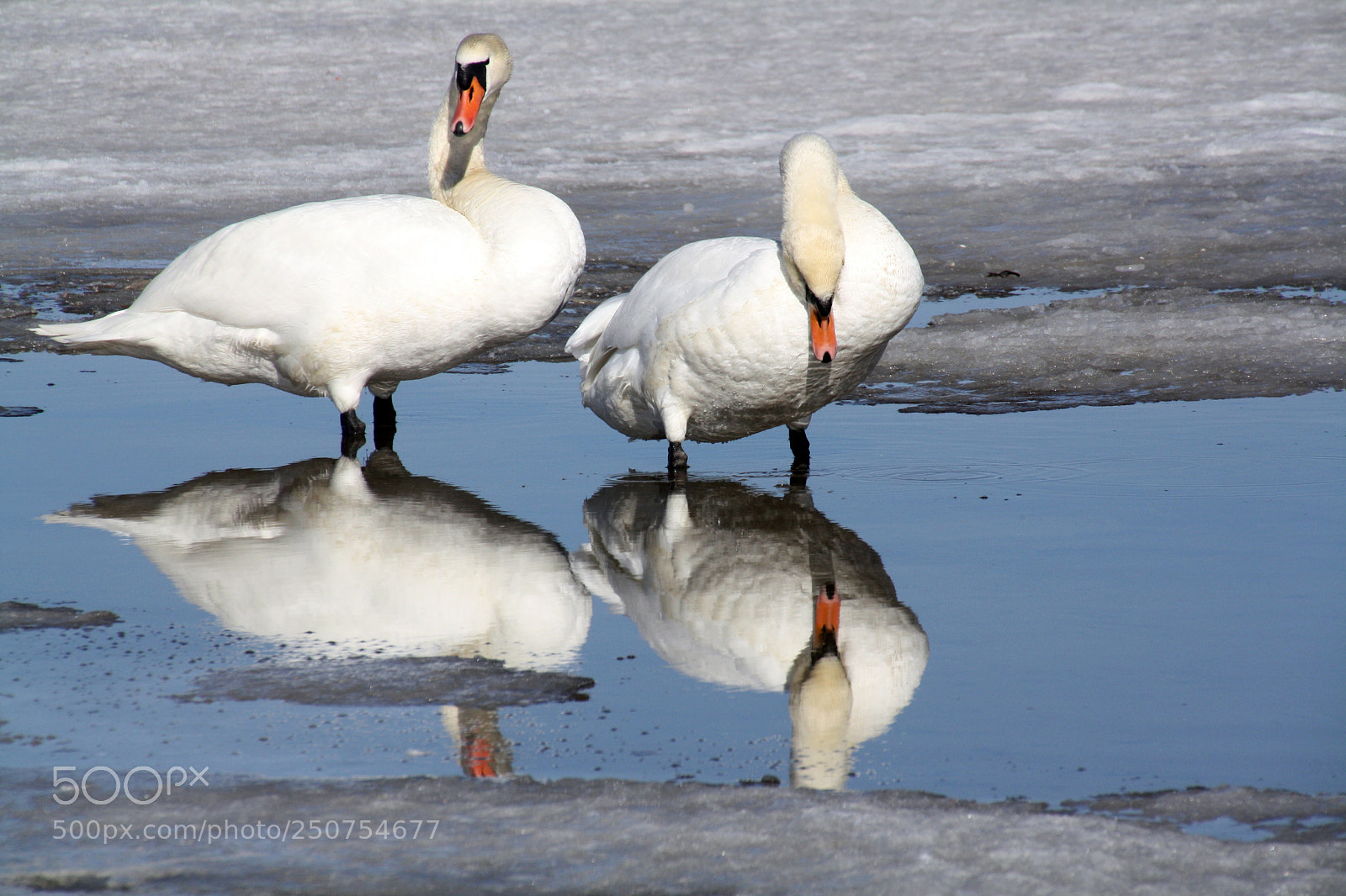 Canon EOS 1000D (EOS Digital Rebel XS / EOS Kiss F) sample photo. Swans photography