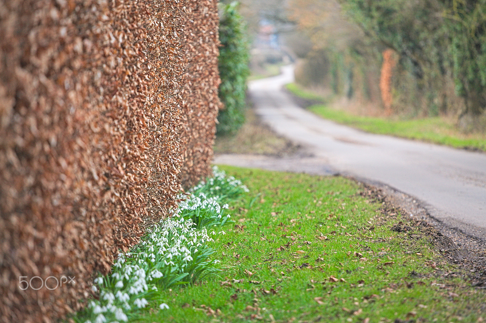 Canon EOS 5D + Canon EF 70-200mm F4L USM sample photo. Snow-drops along country lane photography