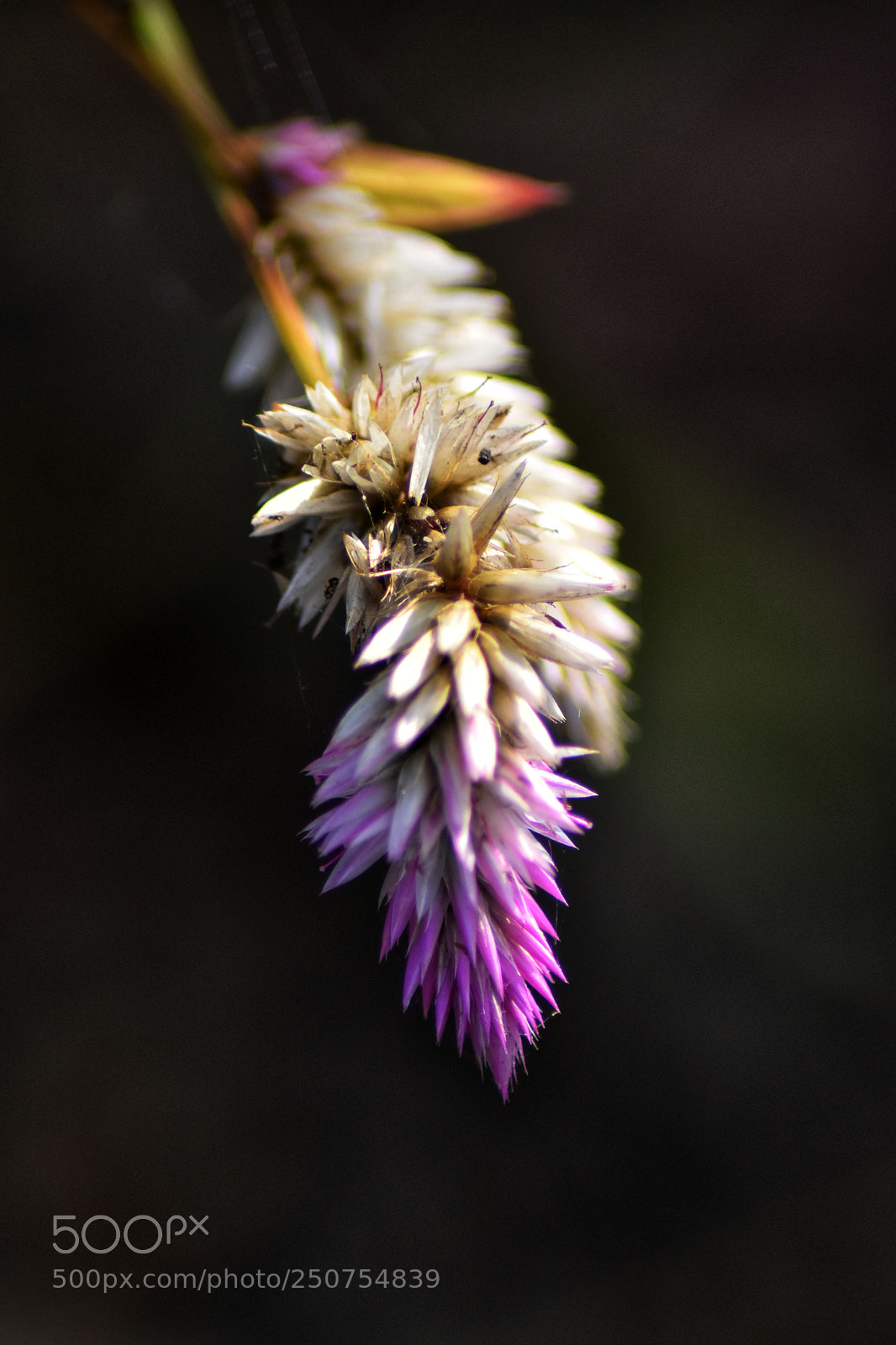 Nikon D5500 sample photo. Spikes photography