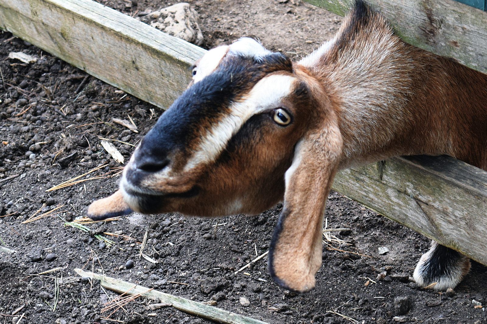Nikon D3300 sample photo. Nosy goat photography