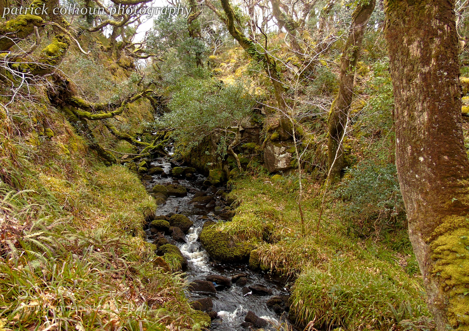 Sony Cyber-shot DSC-H400 sample photo. Woodland stream photography