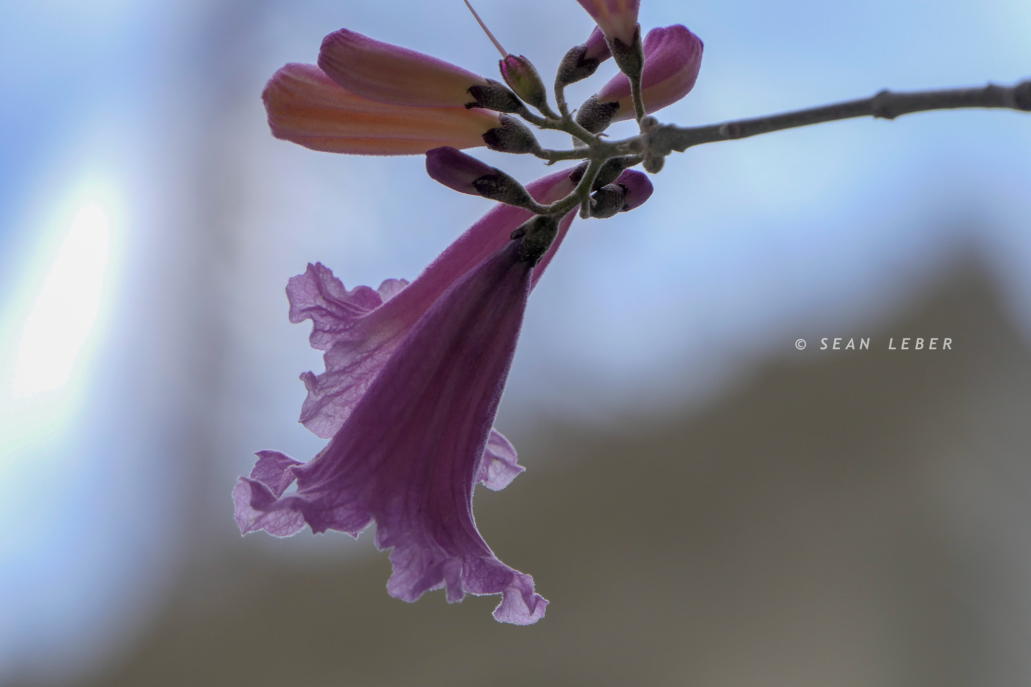 Panasonic Lumix DMC-FZ2500 (Lumix DMC-FZ2000) sample photo. Spring photography