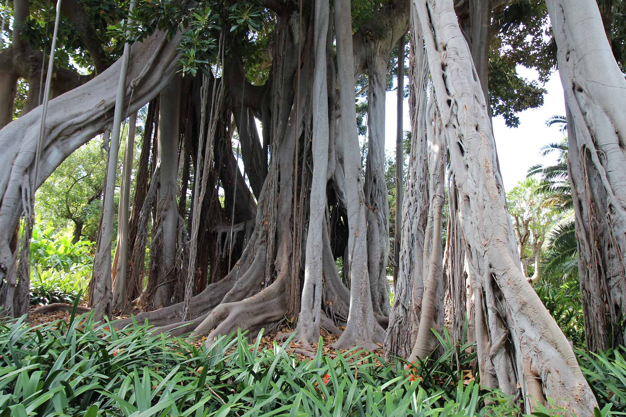 Canon EF-S 17-55mm F2.8 IS USM sample photo. Tree, teneriffa photography