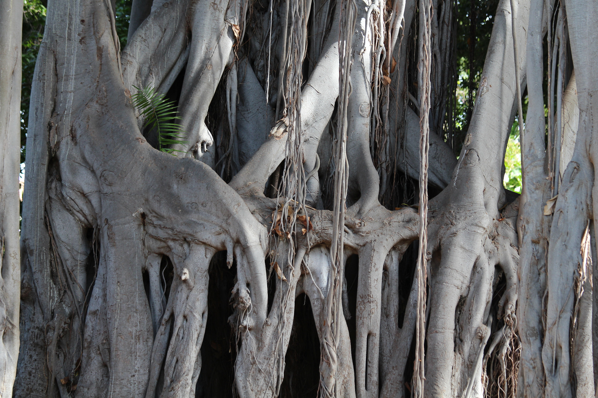 Canon EOS 650D (EOS Rebel T4i / EOS Kiss X6i) + Canon EF 70-200mm F4L IS USM sample photo. Tree, teneriffa photography