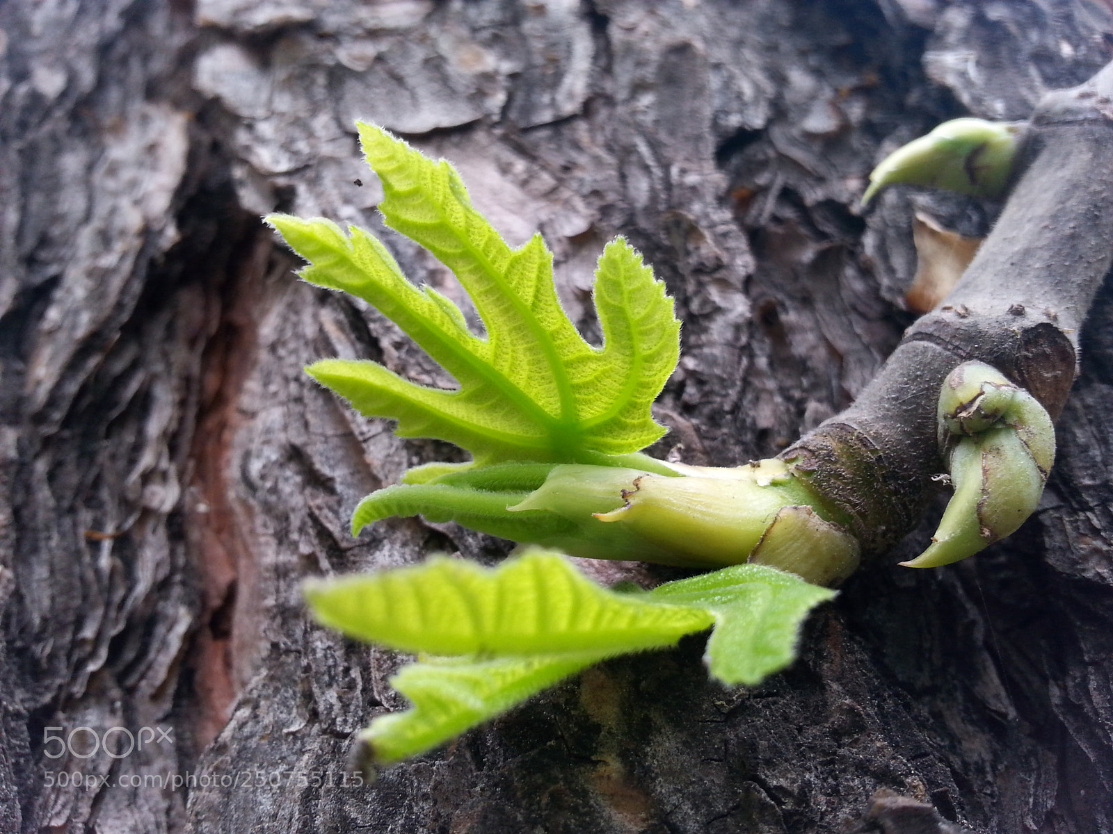 Samsung Galaxy S3 sample photo. 20150401_123152.jpg photography