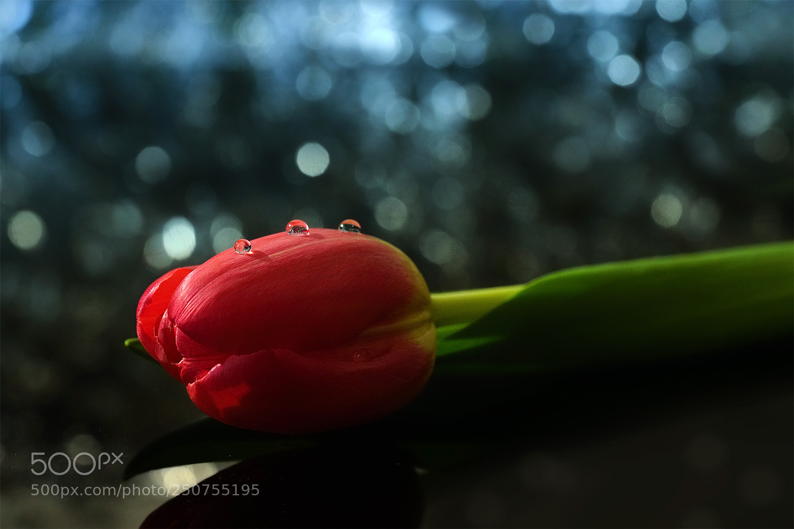 Sony a7R II sample photo. Tulip at night photography