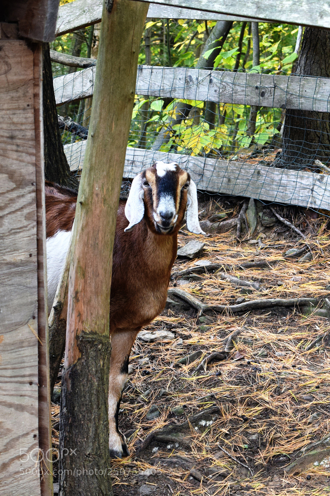 Nikon D3300 sample photo. Curious goat photography