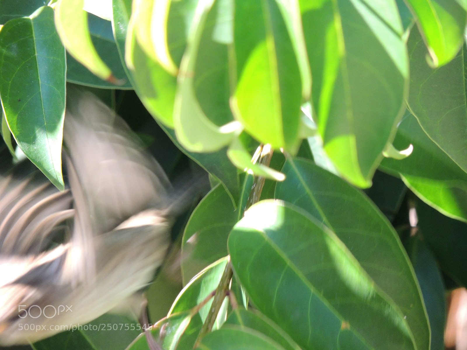 Nikon Coolpix P510 sample photo. Bird to run away photography