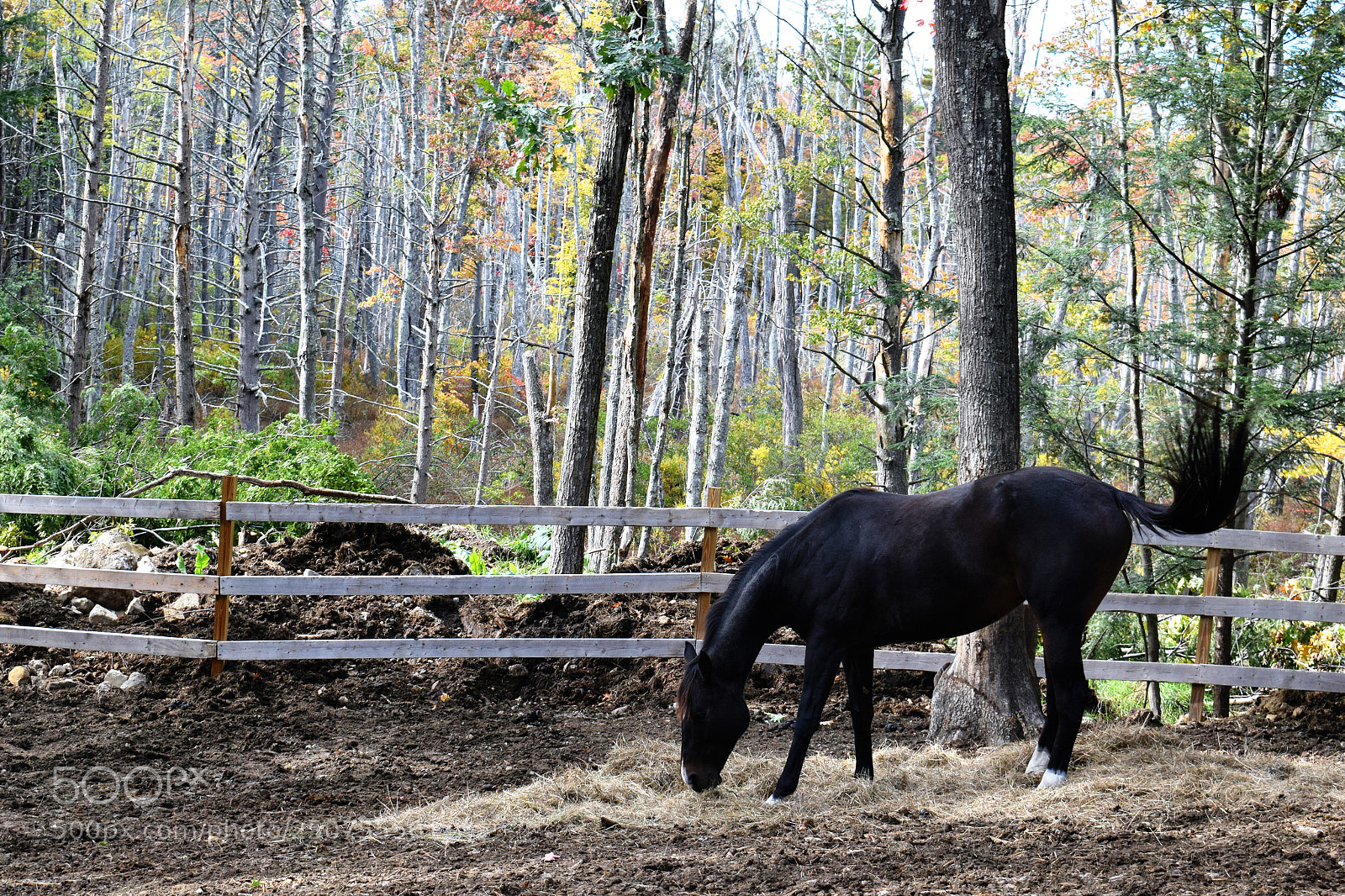 Nikon D3300 sample photo. Horse photography