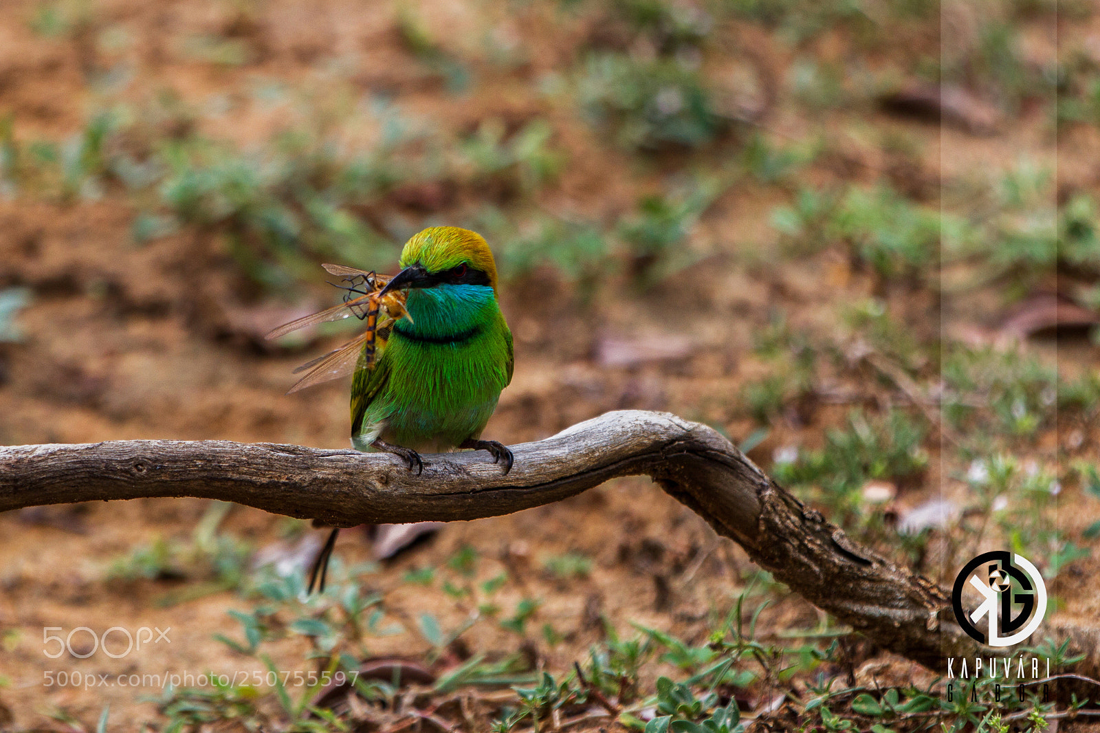 Canon EOS 5DS sample photo. Green bee-eater photography