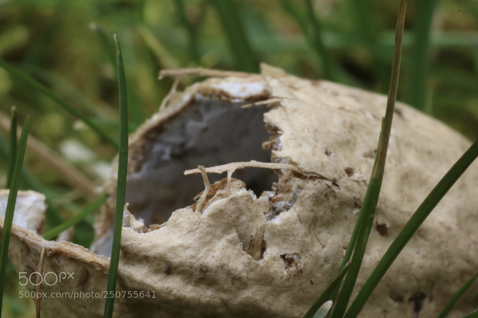 Canon EOS 750D (EOS Rebel T6i / EOS Kiss X8i) sample photo. Peanut eaten by mouse photography