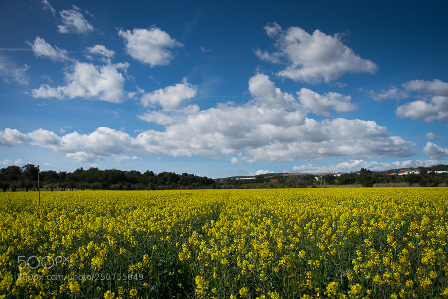Nikon D5300 sample photo. Yellow photography