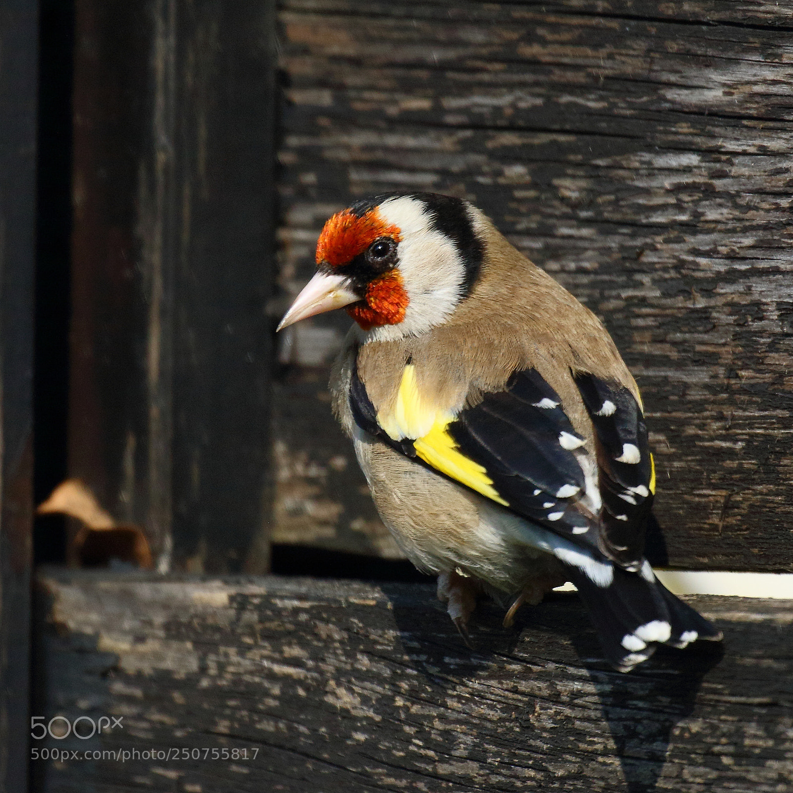 Canon EOS 7D Mark II sample photo. Observation mutuelle photography