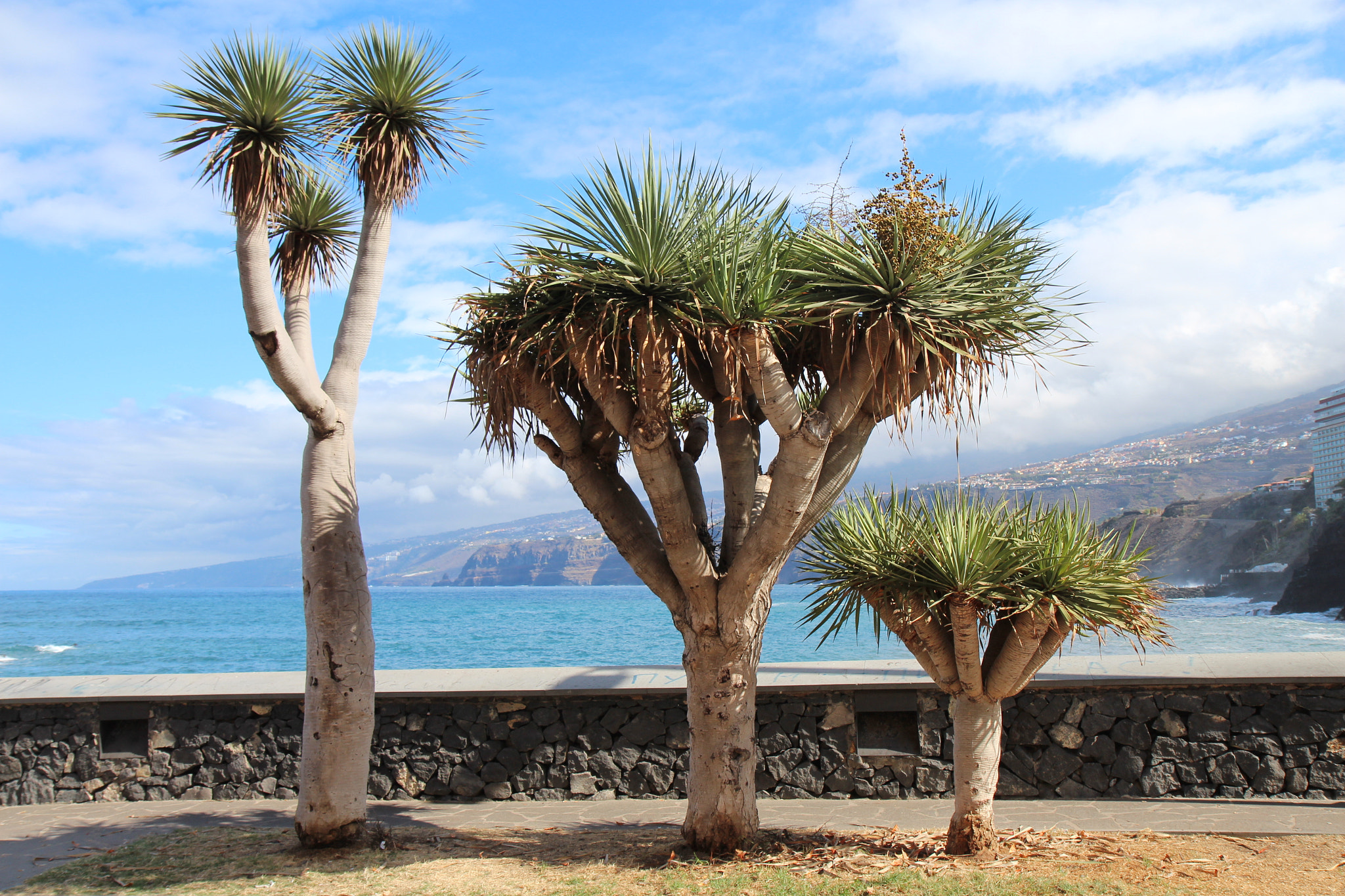 Canon EF-S 17-55mm F2.8 IS USM sample photo. Teneriffa nature photography