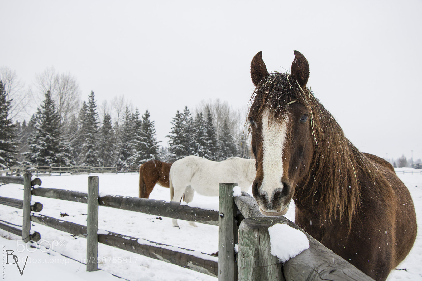 Canon EOS 760D (EOS Rebel T6s / EOS 8000D) sample photo. ...it's still winter photography