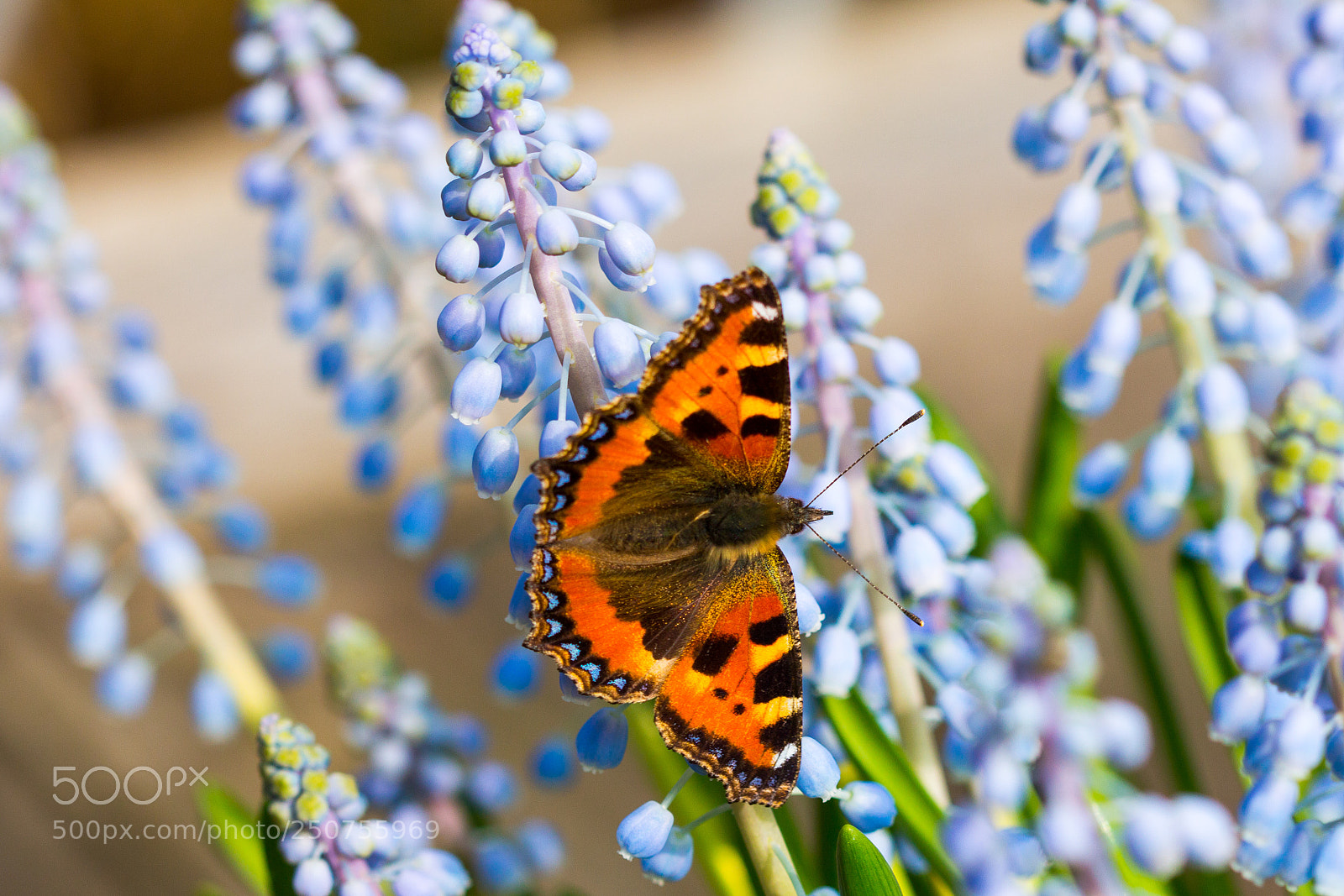 Canon EOS 700D (EOS Rebel T5i / EOS Kiss X7i) sample photo. Butterfly photography