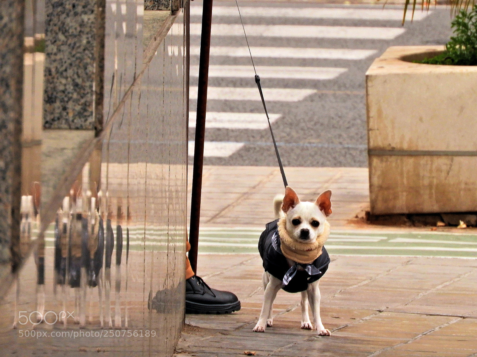 Nikon Coolpix B700 sample photo. Perro photography