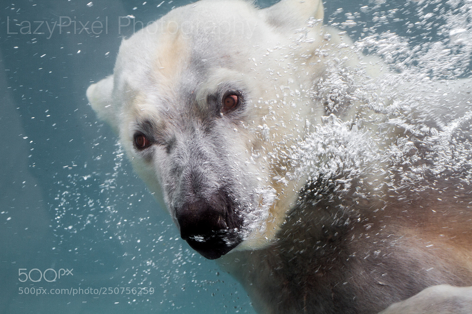 Canon EOS 7D sample photo. Underwater photography