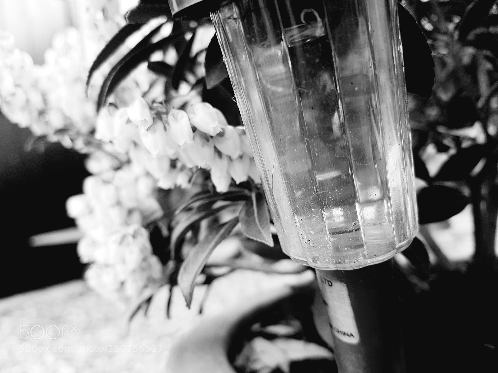 Samsung Galaxy S7 sample photo. Plant-life photography