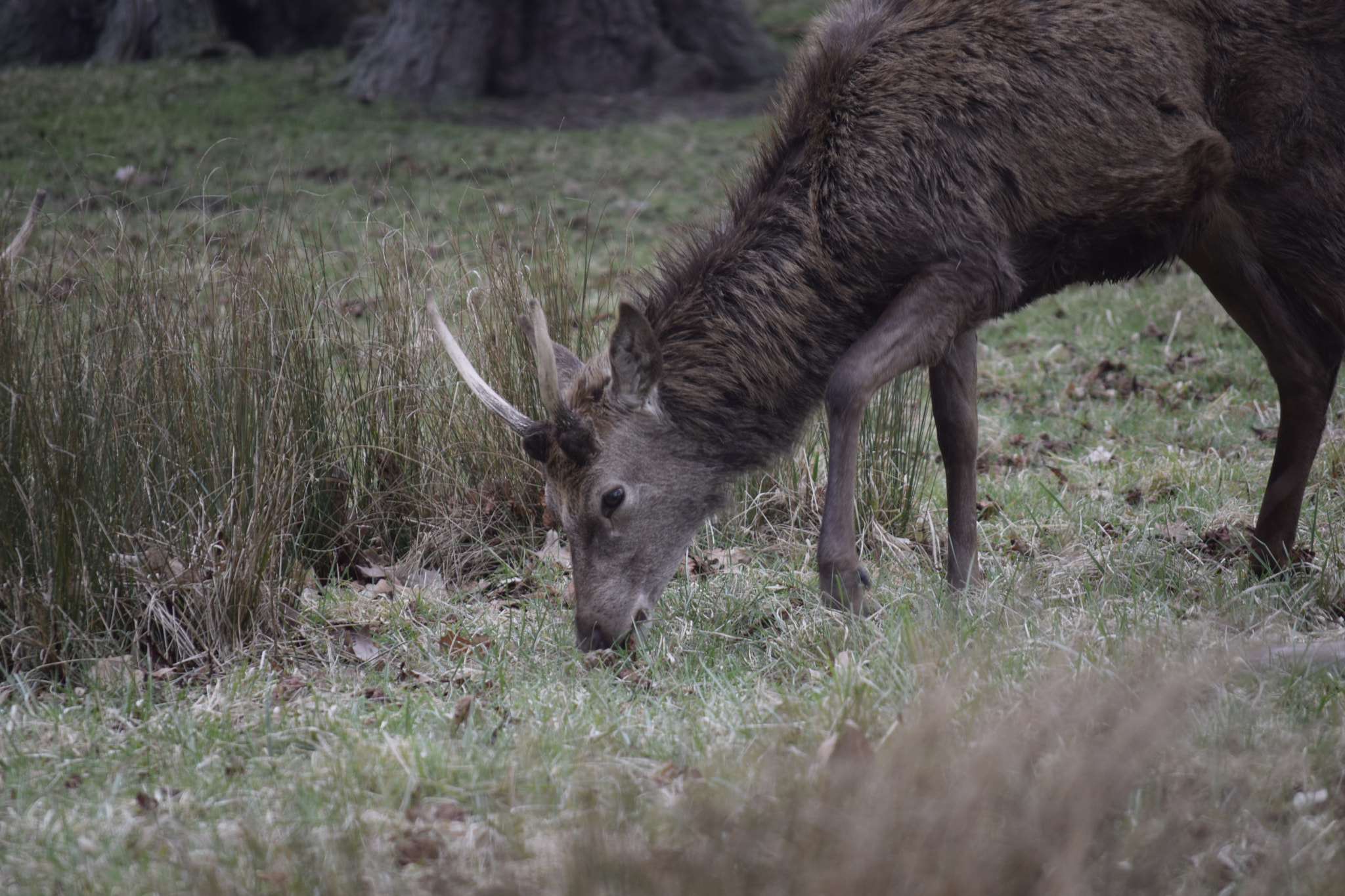 Nikon D3300 sample photo. Deer photography