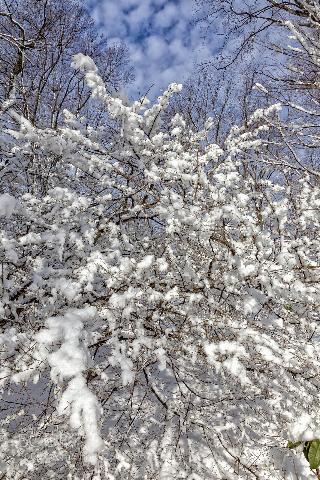 Canon EOS 5D Mark II sample photo. Snow sky and branches photography