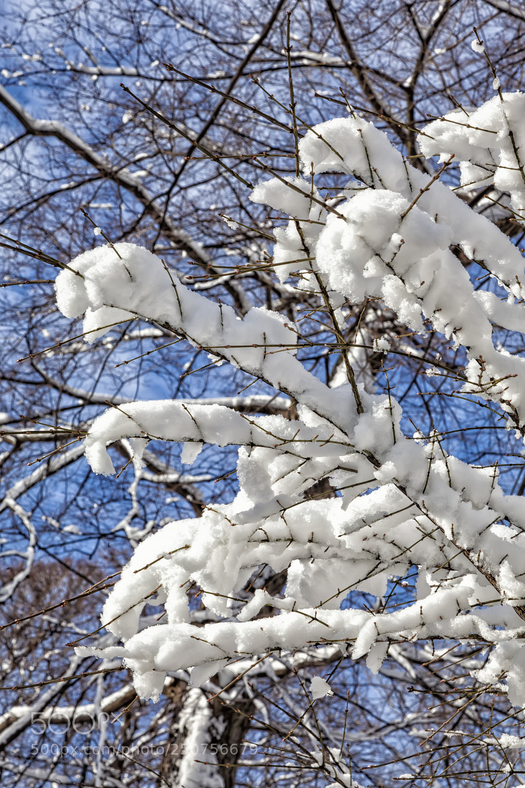 Canon EOS 5D Mark II sample photo. Snow and trees photography