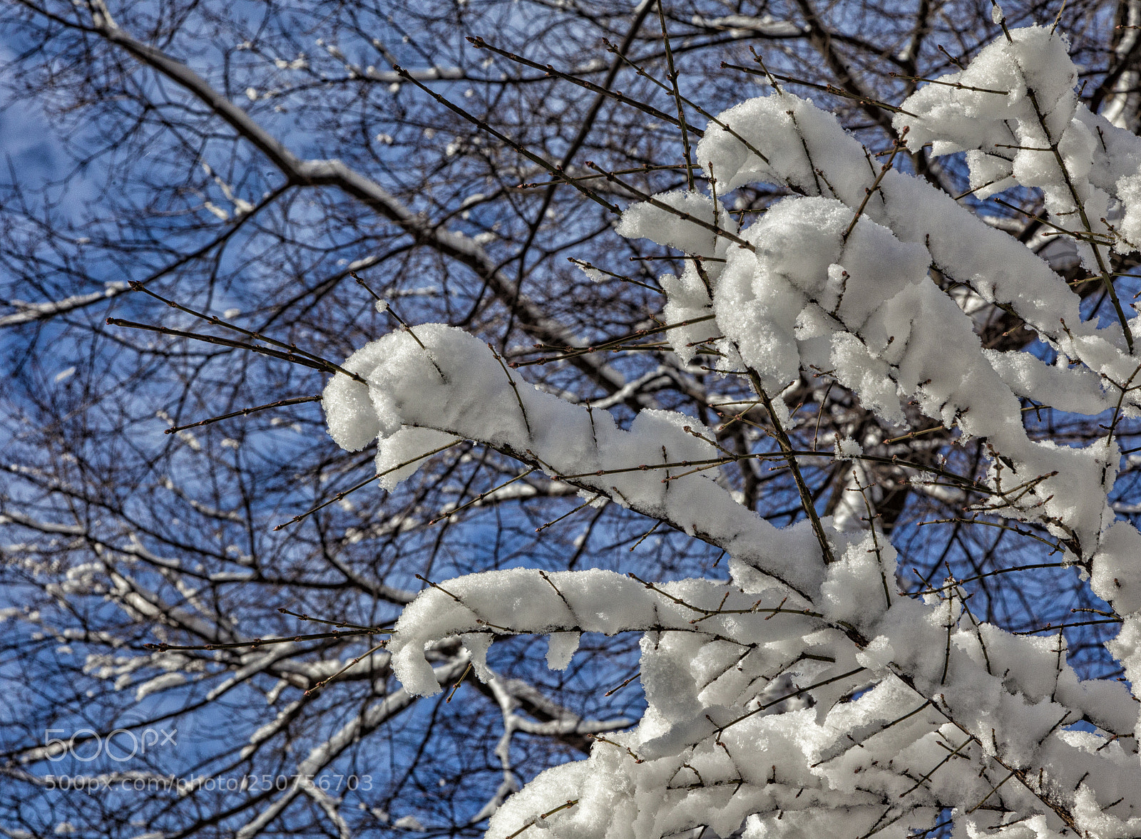 Canon EOS 5D Mark II sample photo. Snow and trees photography